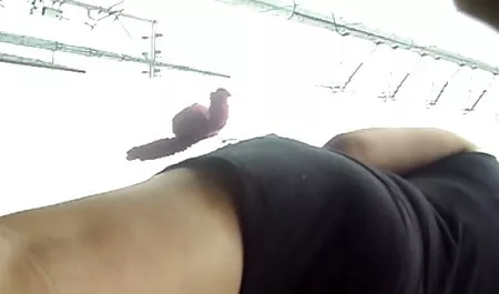 مجموعة من الشباب افلام سكس محارم مترجمة للعربية الفاسقات الذين يحبون الجنس الثلاثي